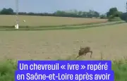 Un chevreuil « ivre » repéré en Saône-et-Loire après avoir mangé des fruits fermentés