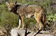 Un coyote parcourt 3 km à la nage pour atteindre l'île d'Alcatraz
