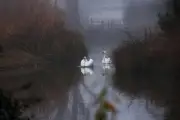 Un cygne tué par un chien sans laisse à Pau, la mairie menace de poursuites