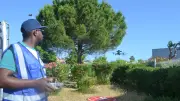 Un drone pour recenser les nids de goélands à Béziers
