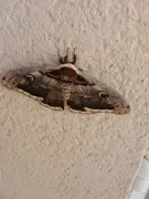 Un grand paon de nuit, papillon rare, visité une retraitée landaise