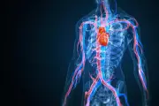 Un mécanisme clé pour des bioprothèses cardiaques plus durables