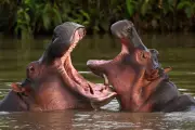 Un mécène indien sauve les hippopotames d'Escobar condamnés en Colombie