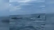Un moniteur de kite surf croise une baleine au large de Saint-Pierre-la-Mer