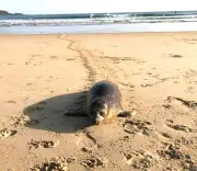 Un phoque veau marin échoué sur la plage d'Hendaye exfiltré vers Biarritz