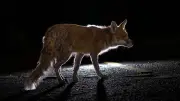 Un renard vole 19 boules de pétanque en Dordogne