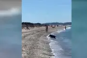 Un sanglier surgit de l'eau sur une plage de Hyères, les baigneurs stupéfaits