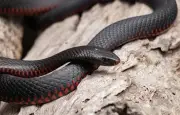 Un serpent noir à ventre rouge découvert dans un hôpital australien