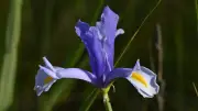 Un trésor botanique protégé s'épanouit à la Grande Maïre