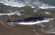 Une baleine de 10 mètres s'échoue et meurt sur l'île de Ré