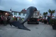 Une baleine de 12 tonnes échouée sur l'île de Ré, un événement rare