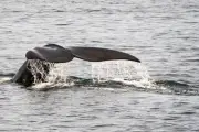 Une baleine de 12 tonnes échouée sur une plage de l'Île de Ré