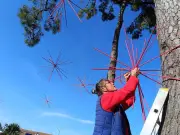 Une installation éphémère sur la dispersion des graines à Oléron
