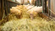 Upra lacaune prépare l'avenir d'un million de brebis en Aveyron