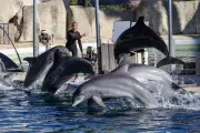 Urgence du transfert des orques d'Antibes vers l'Espagne contesté