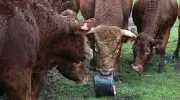 Vaccin contre la dermatose nodulaire bovine : espoir en 18-36 mois