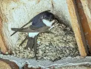 Vague de chaleur : les bons gestes pour sauver les oiseaux