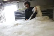 Valorisation de la laine : une filature artisanale en Dordogne