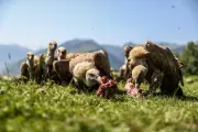 Vautours : trois attaques sur du bétail en Béarn en une semaine