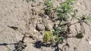 Vendres : des zones protégées pour sauver les nids de Gravelots