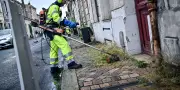 Végétation sauvage en ville : entre mauvaises herbes et refuge de biodiversité