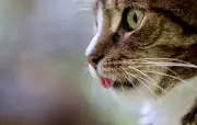 Vidéo virale d'un chat tombant dans un tube : un deepfake