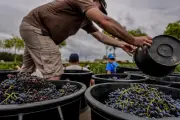 Vignes précoces : les fortes chaleurs avancent les vendanges