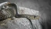 Wattrelos : un serpent d'un mètre maîtrisé par un commerçant
