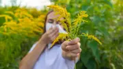 Week-end de Pentecôte : un pic de pollens de graminées attendu