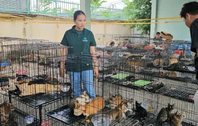 400 chats sauvés du trafic au Vietnam, 9 arrestations