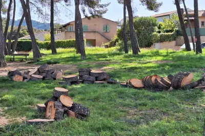 Abattage des pins à La Seyne : reprise des coupes malgré l'opposition