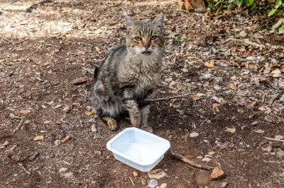 Airbnb à Carqueiranne : appartement saccagé, chats tués et brûlés
