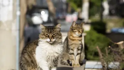 Airbnb : elle retrouve ses chats calcinés et son appartement saccagé