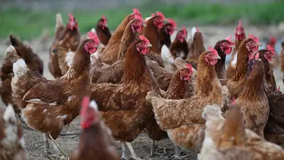 Alès : sauvez des poules pondeuses promises à l'abattoir pour 7 €
