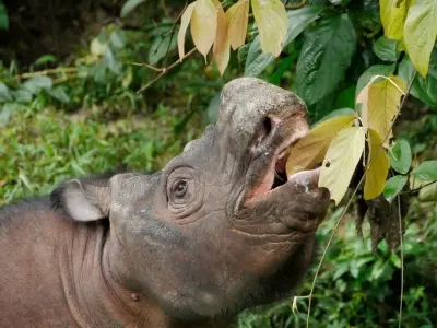 À Bornéo, il faut sauver le soldat rhino