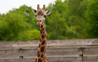 Branféré : une girafe emblématique décède après l'arrivée d'un girafon rare