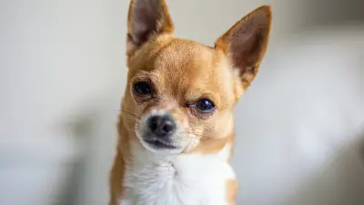 Chihuahua abandonné attaché à une benne en plein soleil en Moselle