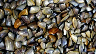 Contamination aux toxines : interdiction de coquillages filtreurs dans le Gard