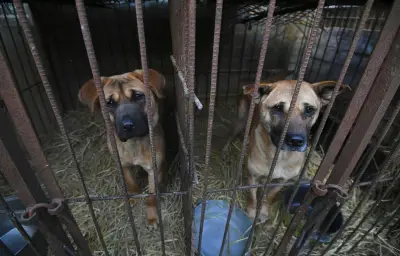 Corée du Sud : mystère sur le sort des chiens après l'interdiction de l'élevage
