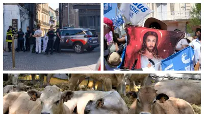 Coups de feu à Agde, Marche pour Jésus à Montpellier, vaches à Nîmes : l'essentiel du 6 juin