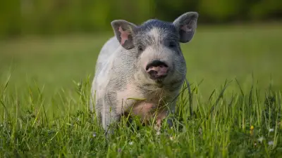 Course contre la montre pour sauver Bobby, le petit cochon errant dans les Bouches-du-Rhône