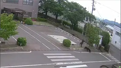Des ours aperçus au Japon : une centaine d'écoles fermées