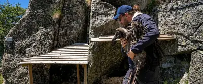 Deux nouveaux gypaètes barbus installés dans le Massif de l’Aigoual