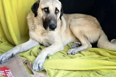 Disparition du chien Buck à Roquefort-les-Pins : mobilisation massive