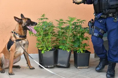 Drogues : l'amende pour cannabis, symbole d'une répression à courte vue