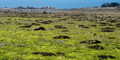 En Bretagne, les alternatives aux engrais de synthèse poussent discrètement