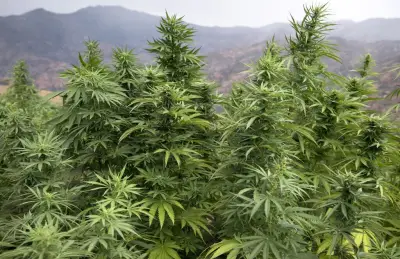 En France, les routes du trafic de cannabis arrivent de partout