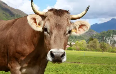 Espagne : un randonneur grièvement blessé par une vache dans les Pyrénées