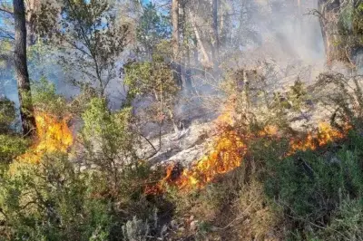Feu de forêt à Roquebillière : dix hectares brûlés, incendie non fixé