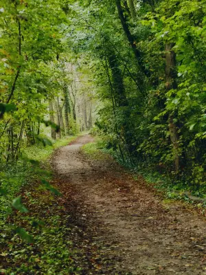 Gestion des forêts : ode à la complexité